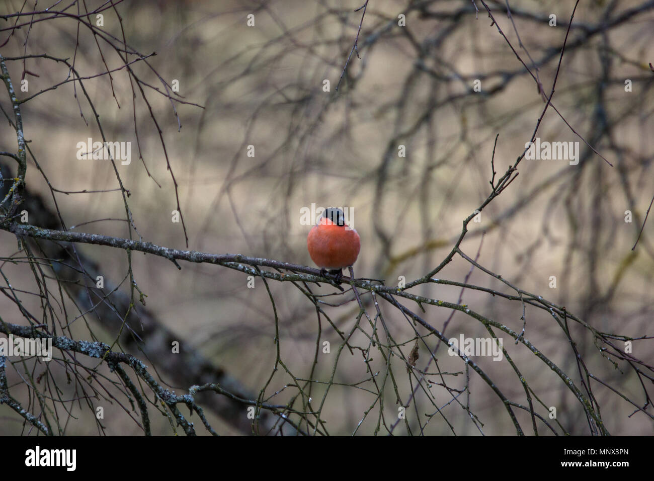 bullfinch sits on a branch of a dry tree Stock Photo