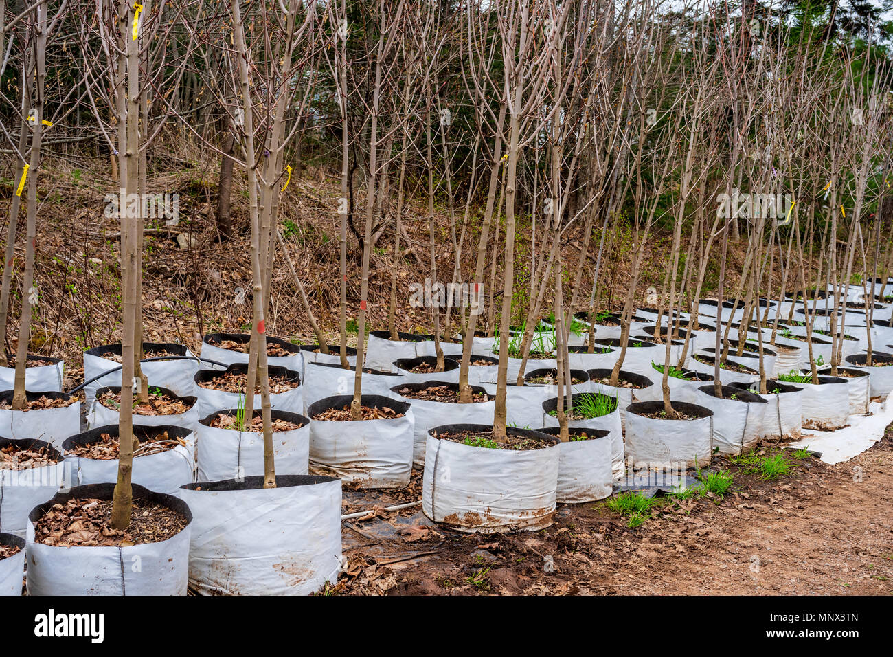 Trees growing in innovative flexible bags instead of pots in a tree