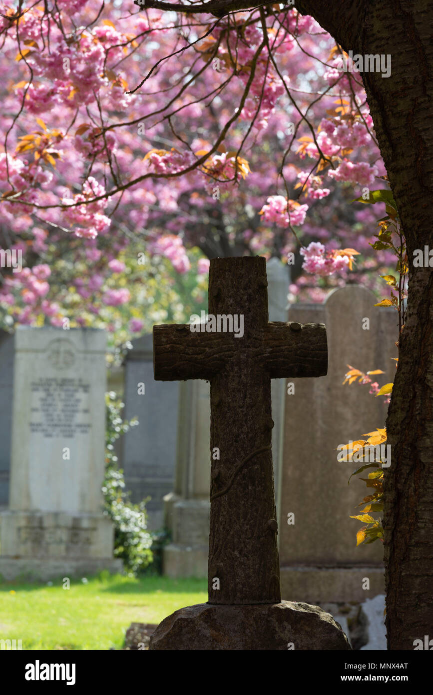 The Silhouette of a Cross in Allenvale Cemetery, Aberdeen, with the Spring Cherry Blossom Providing a Colourful Backdrop Stock Photo