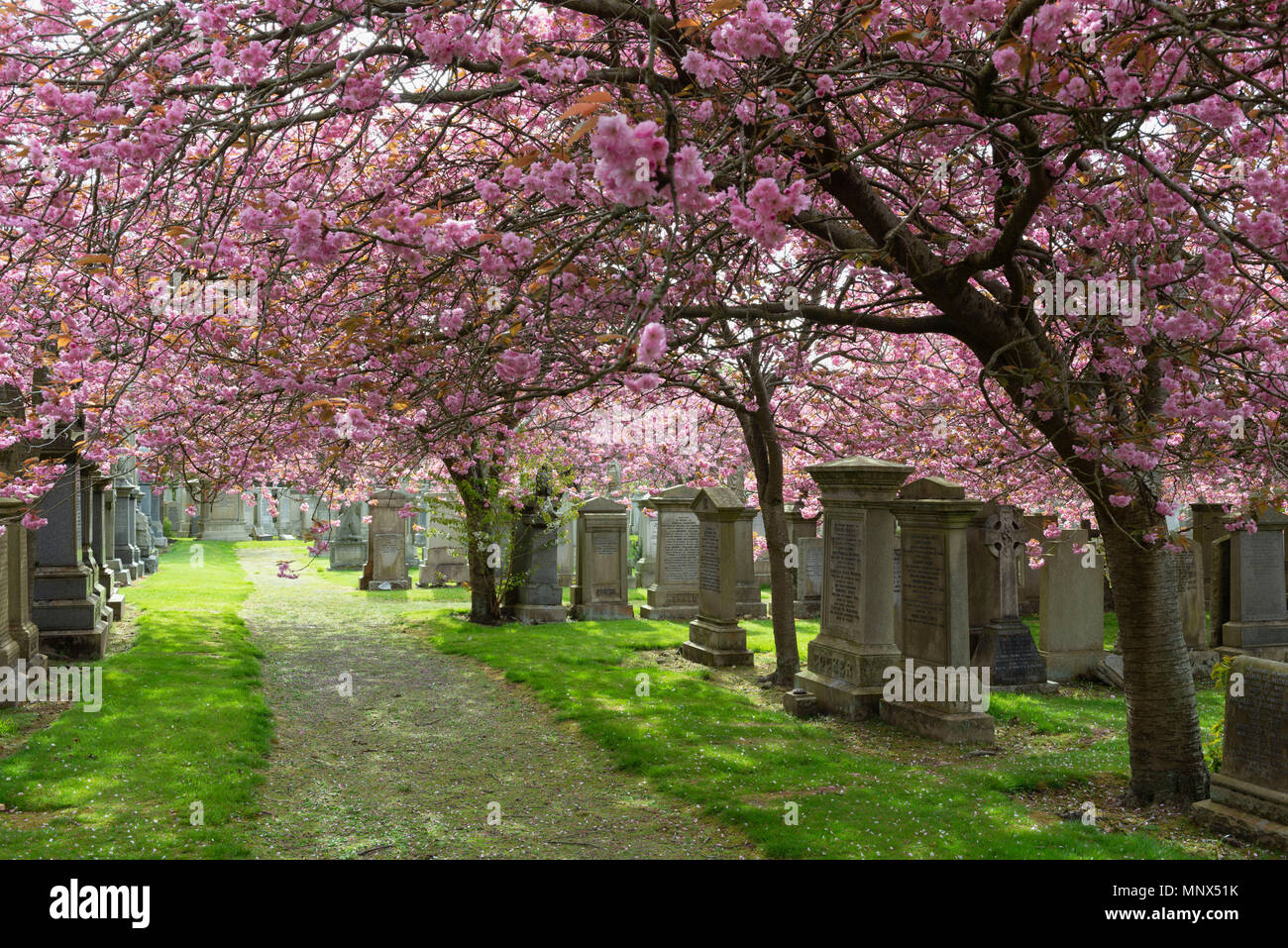 An Abundance of Cherry Blossom Brightens Allenvale Cemetery in Aberdeen, Scotland. Stock Photo