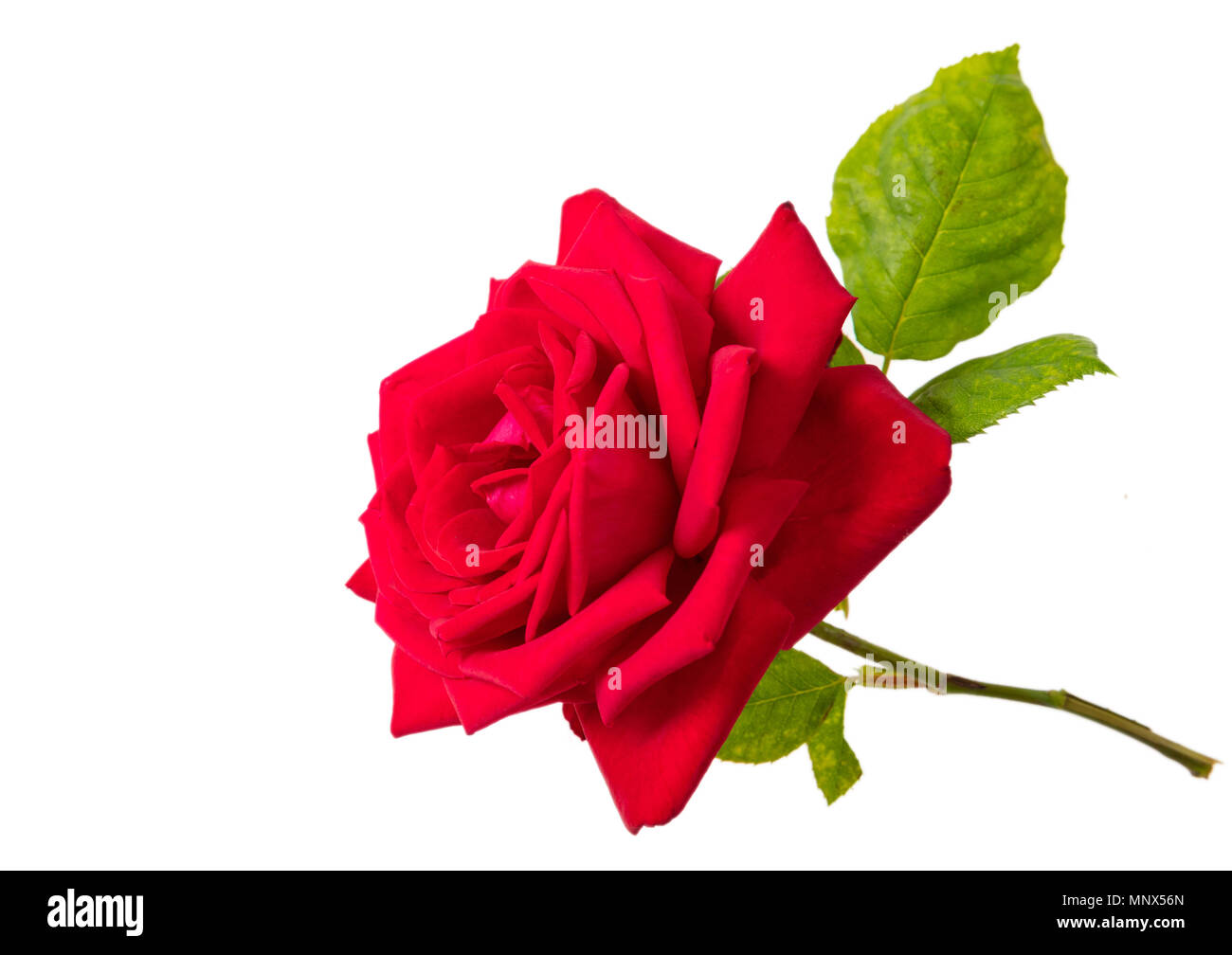 Rose red flower with green leaves and stem isolated on a white ...