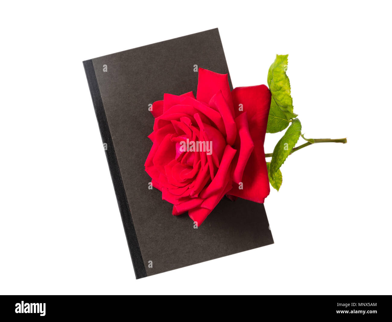Rose red flower with green leaves and stem and a black diary book on a white background, top view Stock Photo