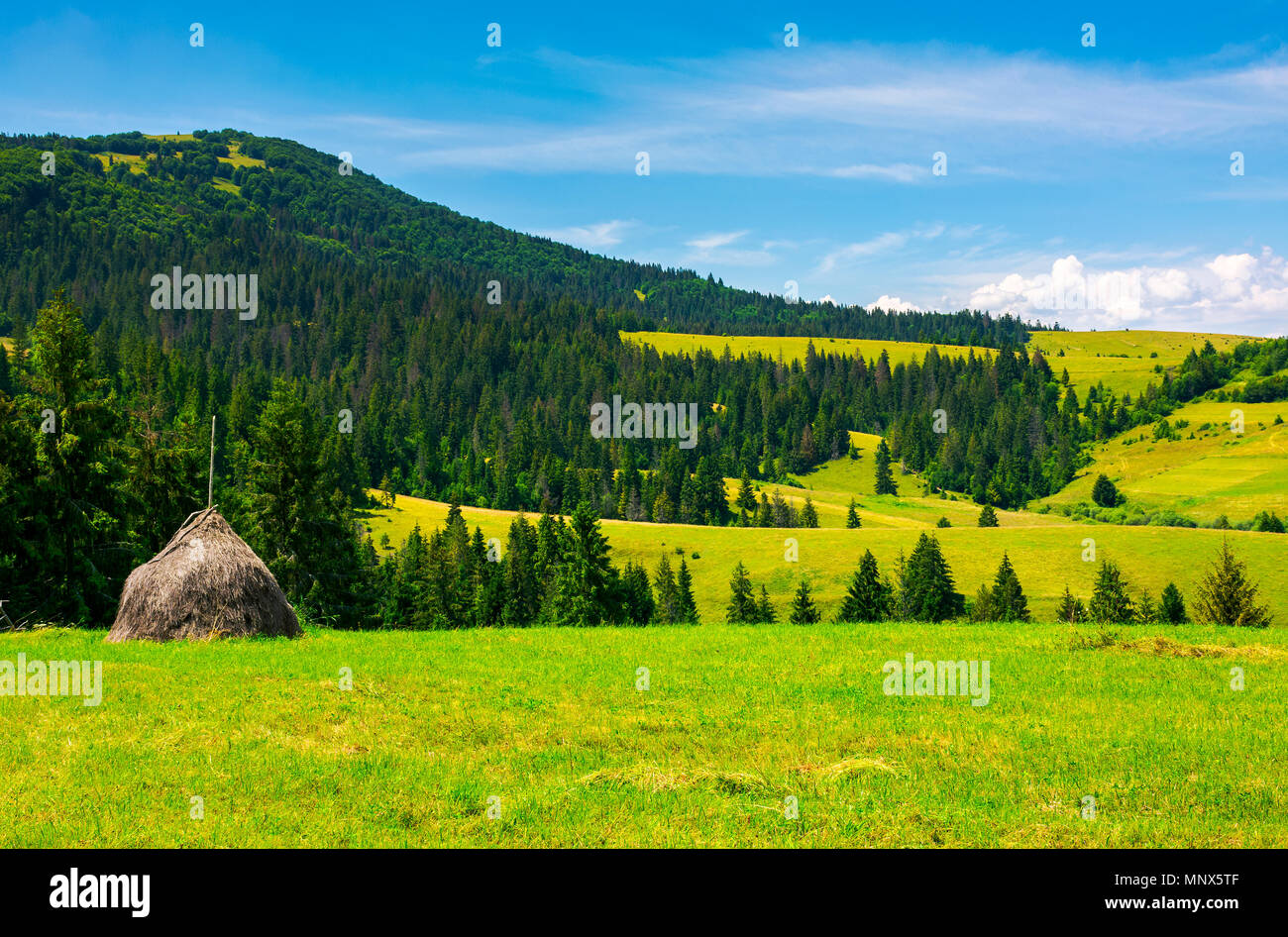 mountainous rural area on a bright summer day. rolling hills with haystacks and spruce forest. mountain ridge in the far distance. Stock Photo