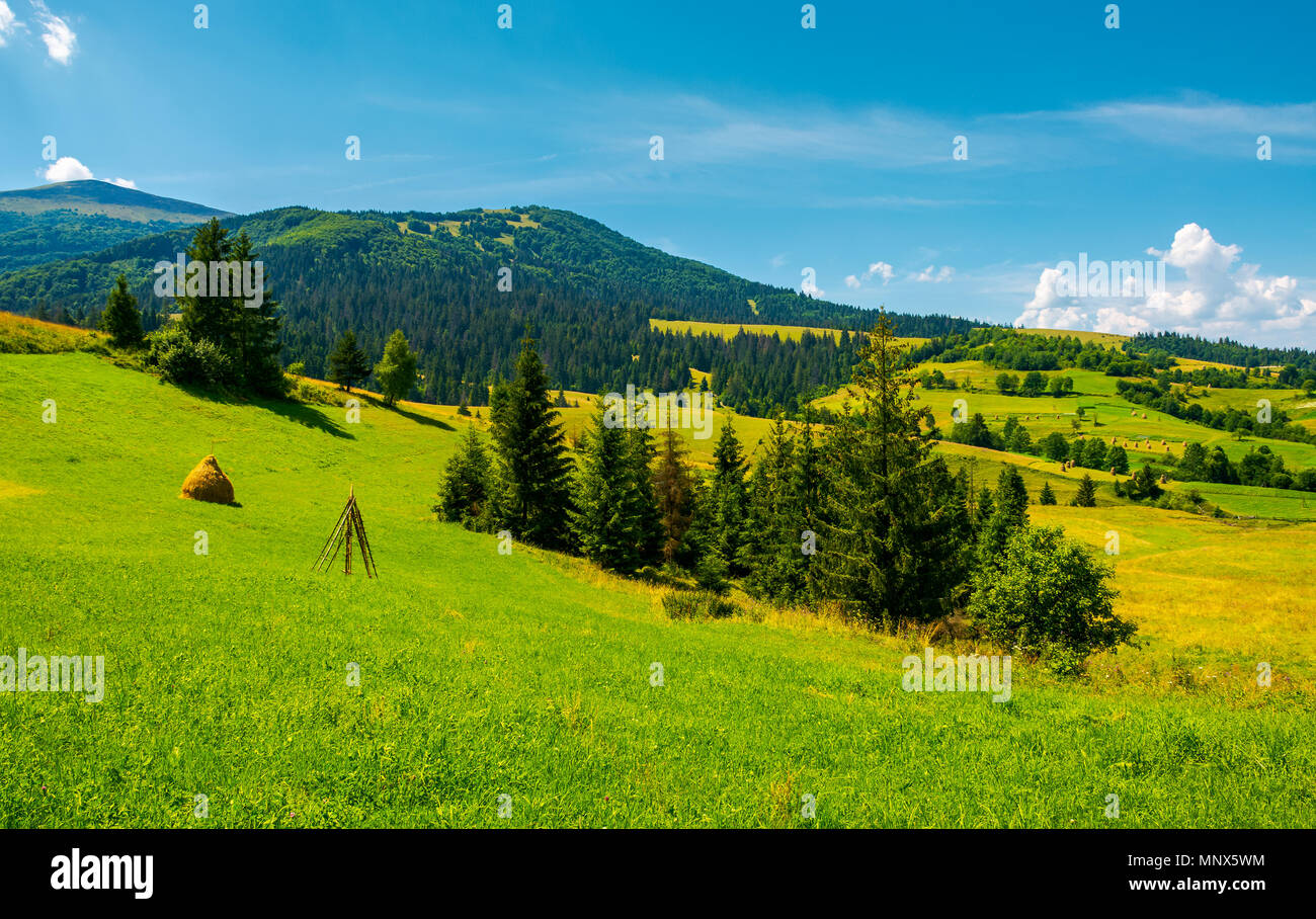 mountainous rural area on a bright summer day. rolling hills with haystacks and spruce forest. mountain ridge in the far distance. Stock Photo