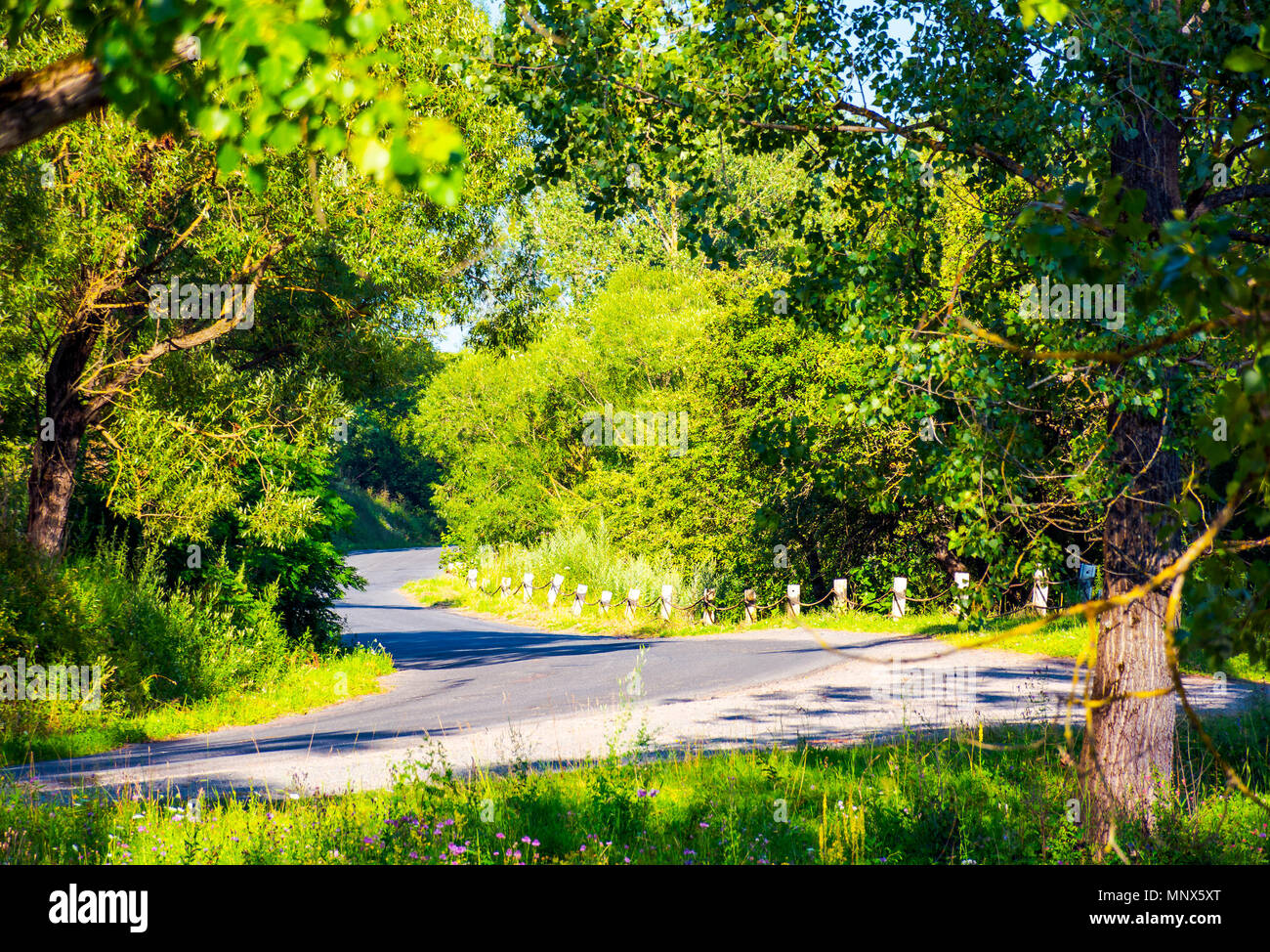 trees by the serpentine road in mountains. beautiful nature scenery in mountainous area. lovely transportation background Stock Photo
