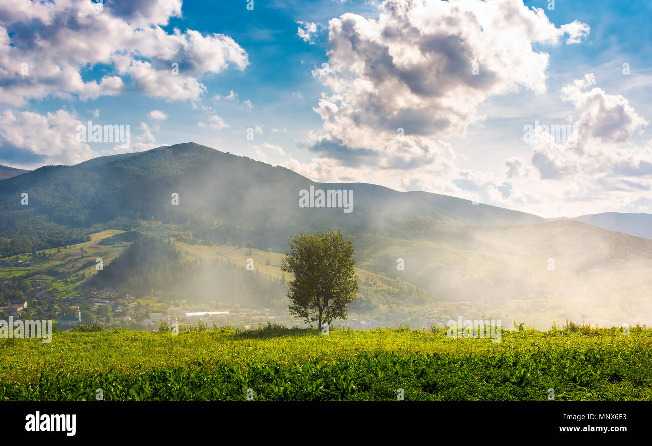 lonely tree on the meadow in smoke. Temnatyk mountain in the distance under the cloudy afternoon sky. beautiful landscape of mountainous Carpathian co Stock Photo