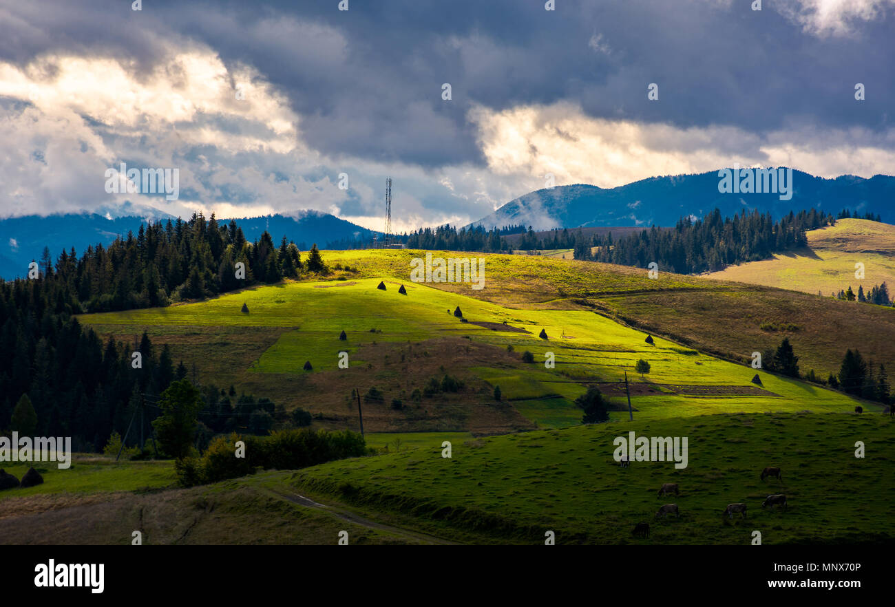 mountainous rural area on a cloudy day. gorgeous light on rolling hills with haystacks and spruce forest. mountain ridge in the far distance. Stock Photo