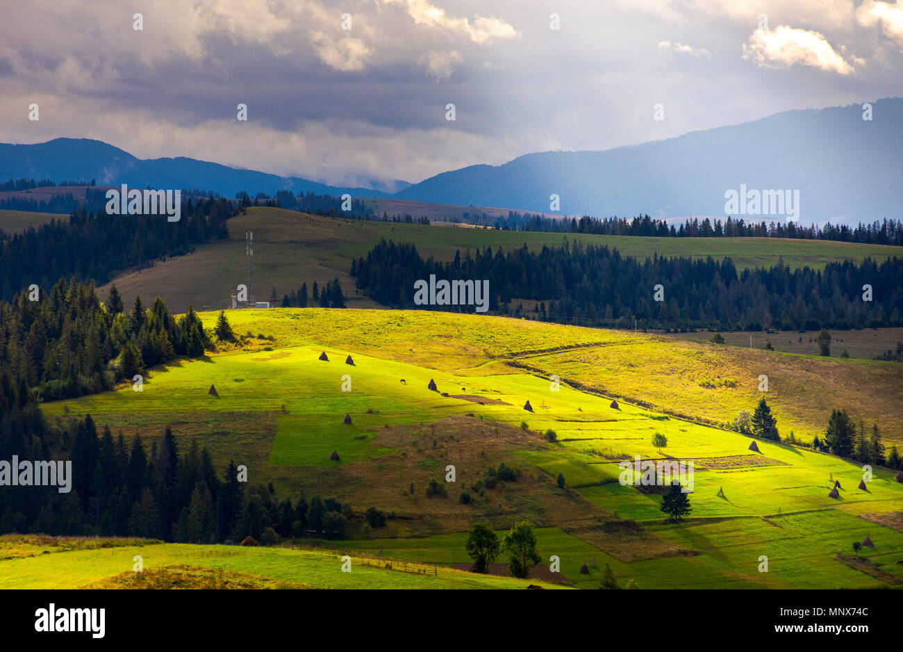 mountainous rural area on a cloudy day. gorgeous light on rolling hills with haystacks and spruce forest. mountain ridge in the far distance. Stock Photo