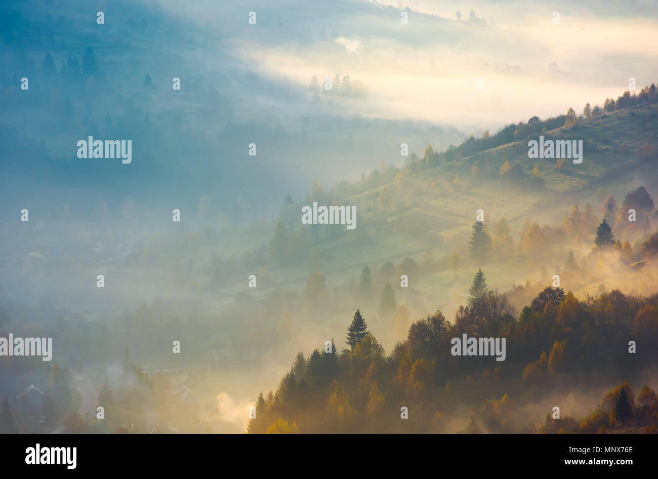 forested hills in rising autumn fog. amazing scenery in Carpathian mountains. beautiful nature background Stock Photo