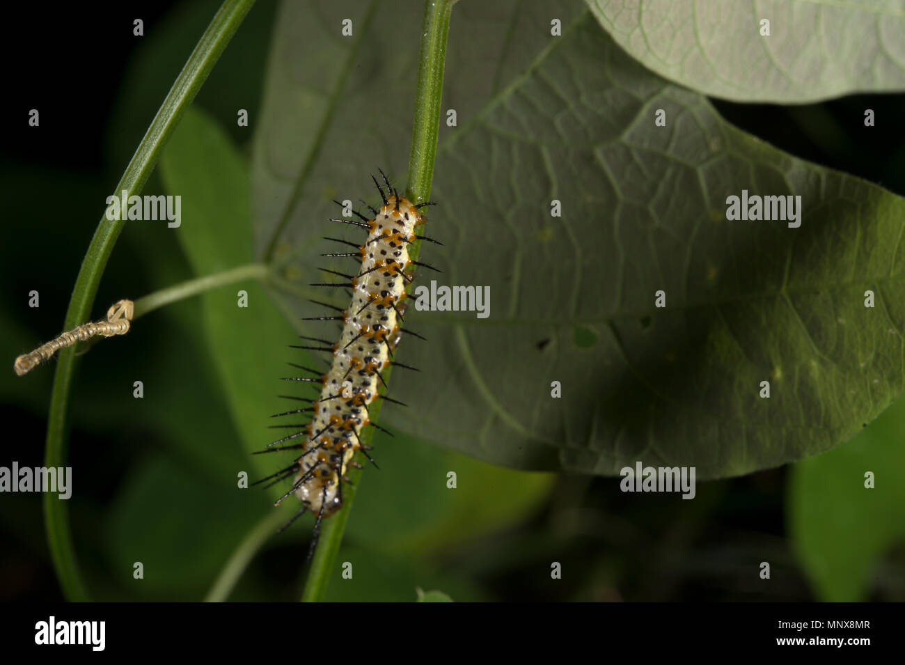 Caterpillar of Heliconius erato, Nymphalidae, Costa Rica, Centramerica Stock Photo