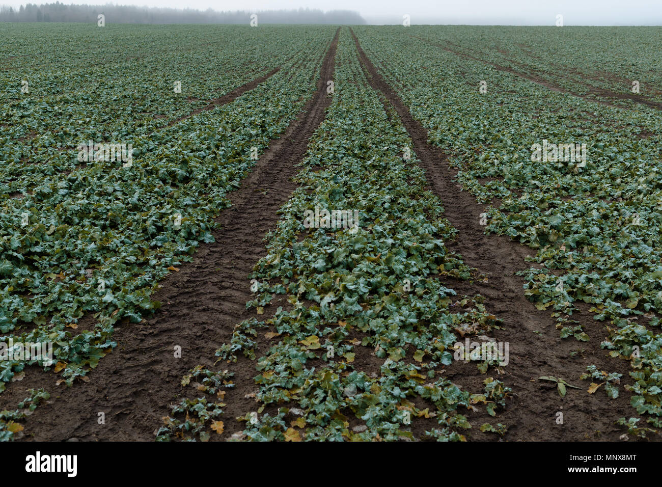 large green field with traces of tires from the car Stock Photo