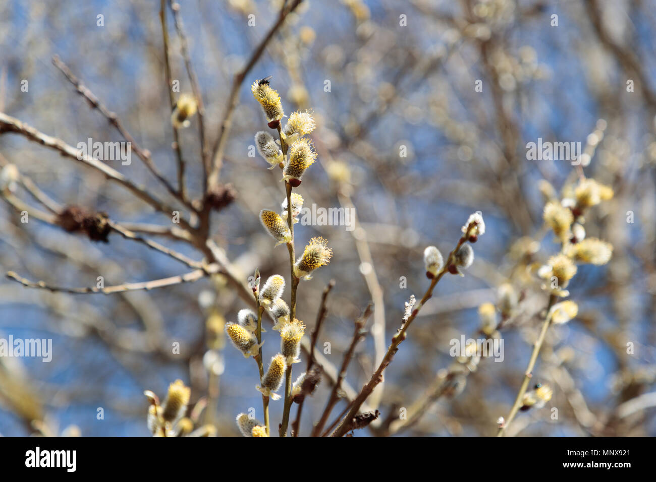 willow branches in the spring in the daytime Stock Photo