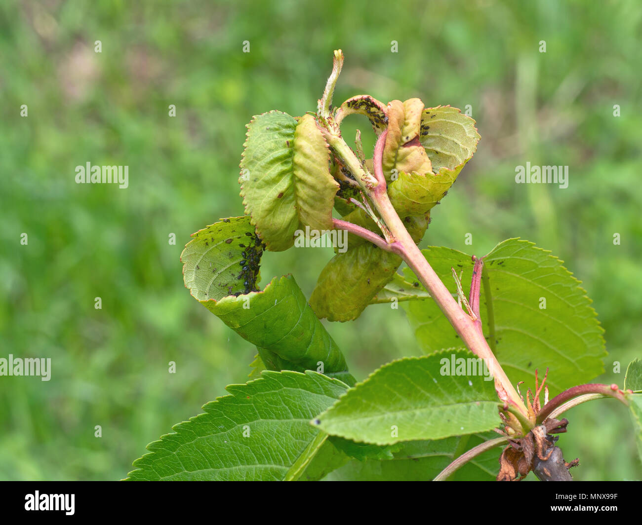 Cherry blackfly, aphids. Pests. Stock Photo
