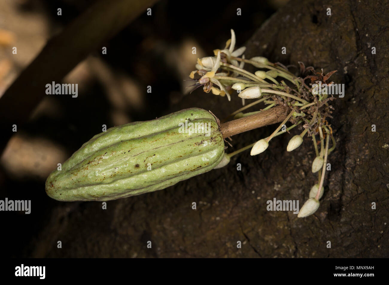 Fruit of cacao tree or cocoa tree, Theobroma cacao, Malvaceae, Costa Rica Stock Photo