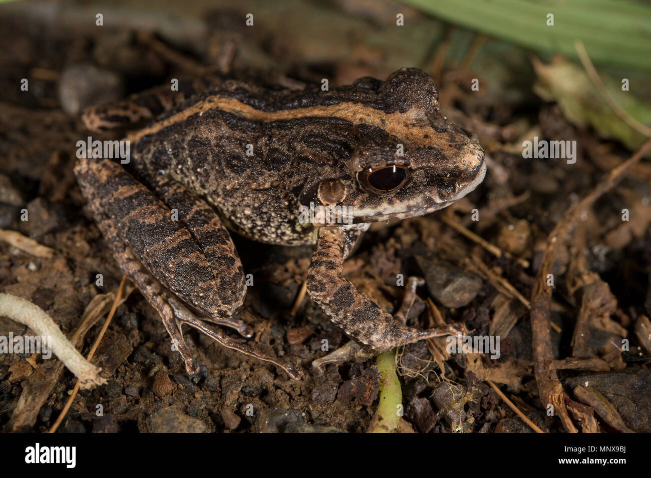 Common Rain Frog, Craugastor fitzingeri, Craugastoridae, Costa Rica ...