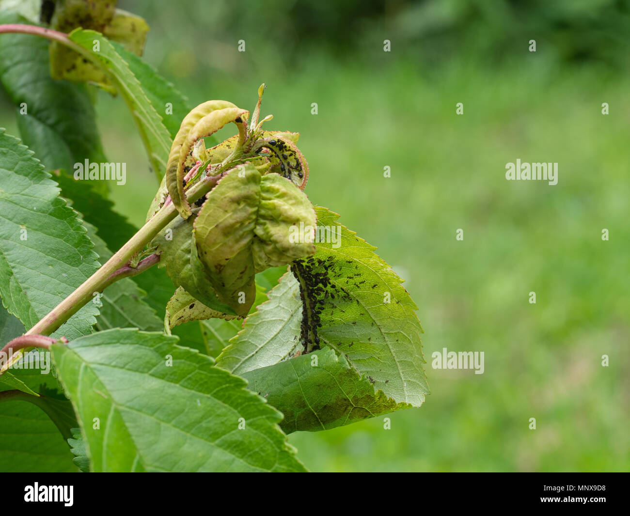 Cherry blackfly, aphids. Pests. Stock Photo