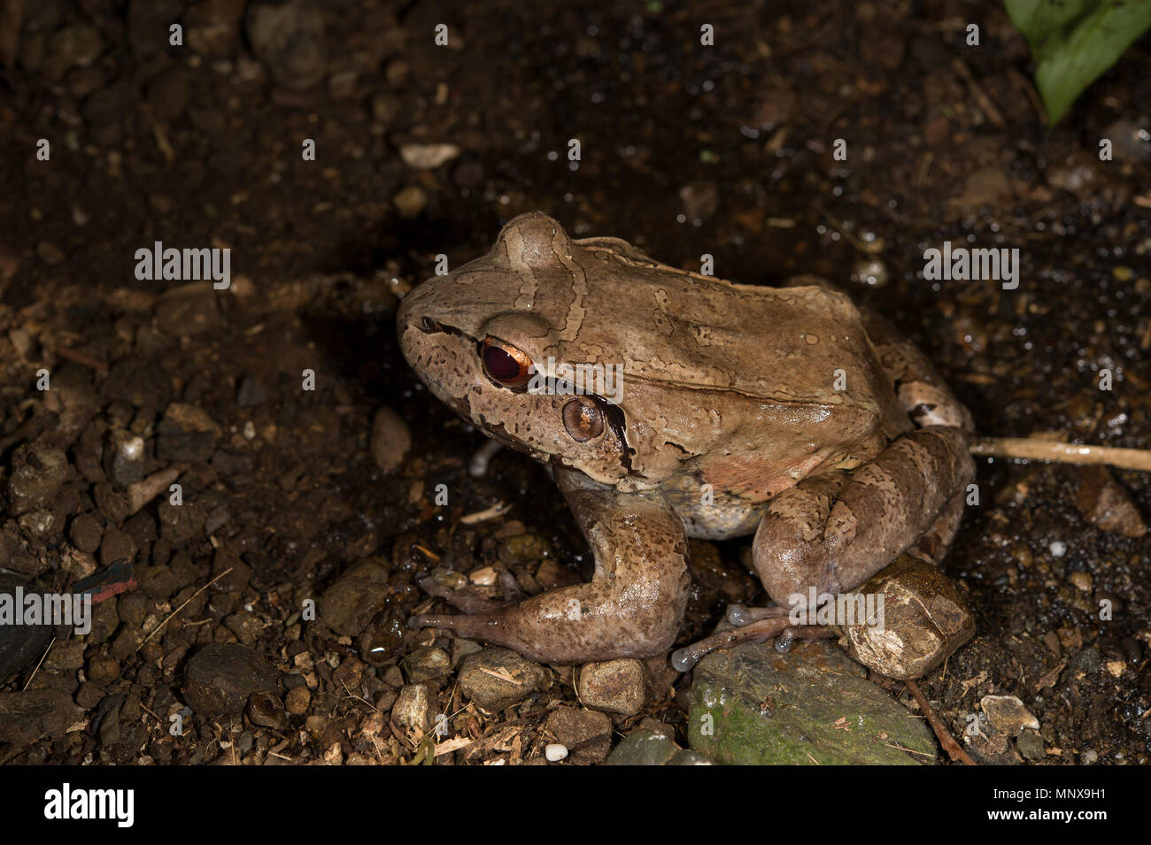 Atlantic Broad-headed Litter Frog, Craugastor megacephalus, Craugastoridae, Costa Rica Stock Photo