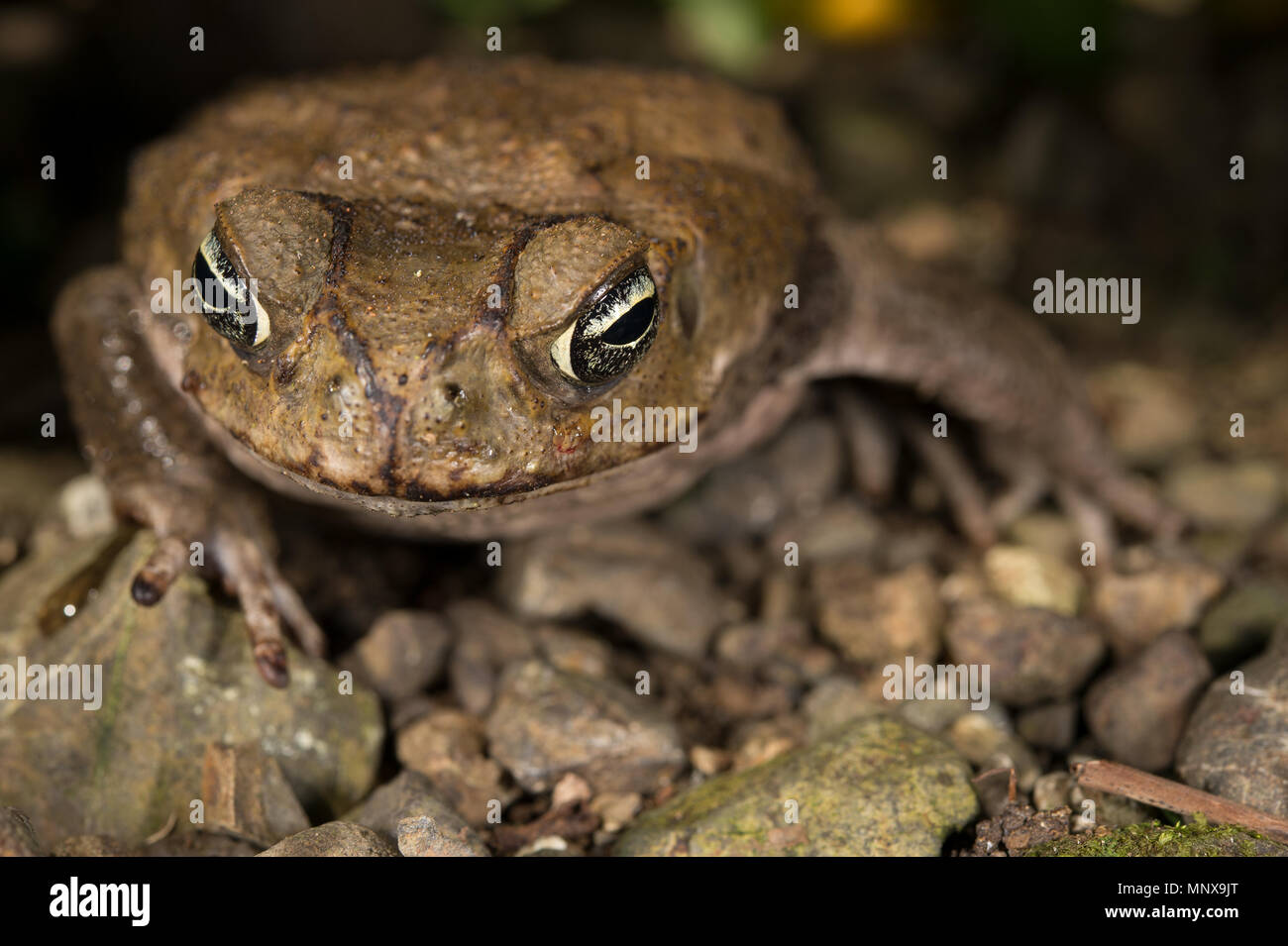 Cane Toad, Marine Toad, Rhinella marina, Bufonidae, Costa Rica Stock Photo