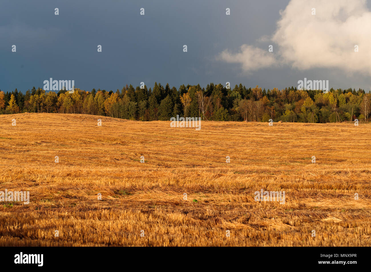 golden field in the background of a dense forest in the daytime Stock Photo