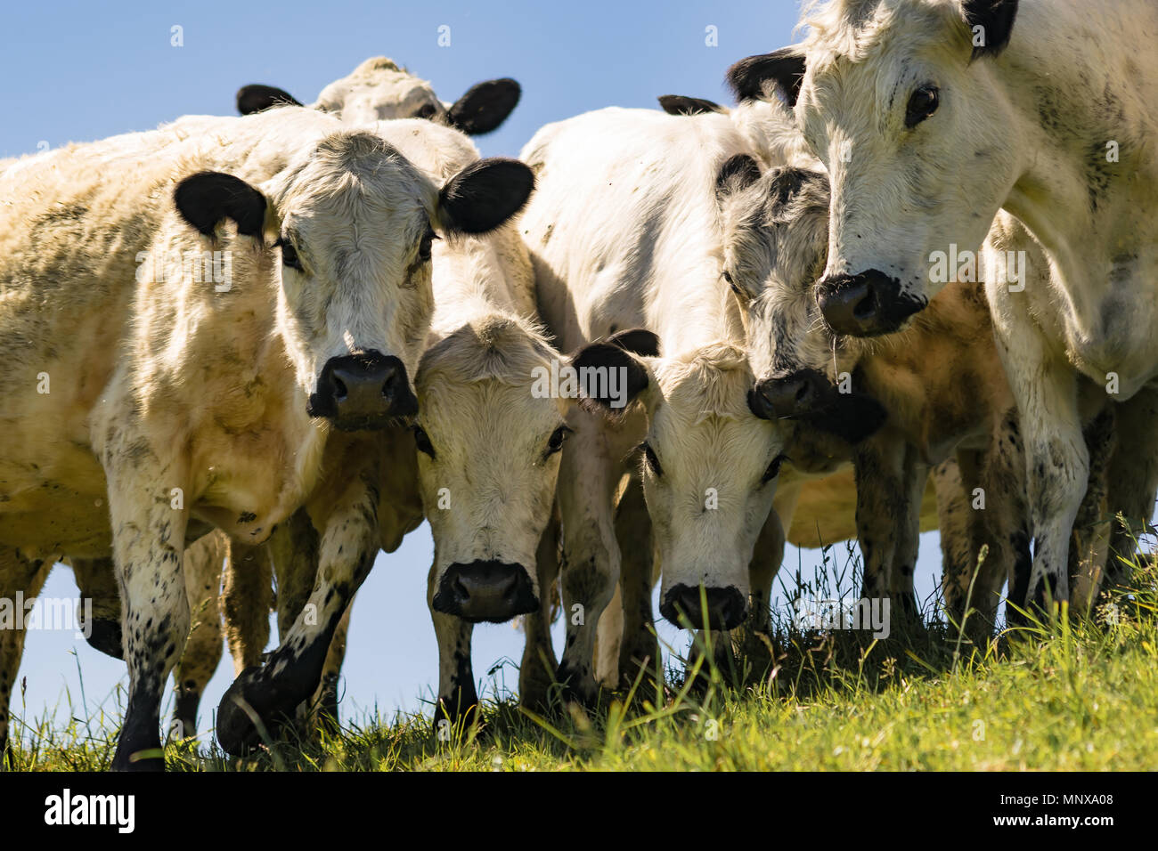 British White Cattle Stock Photo