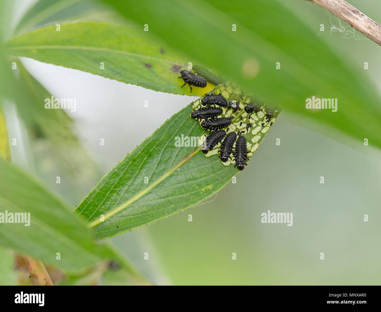 Black leaf beetle larvae, bugs.Chrysomelidae. On willow.. Stock Photo