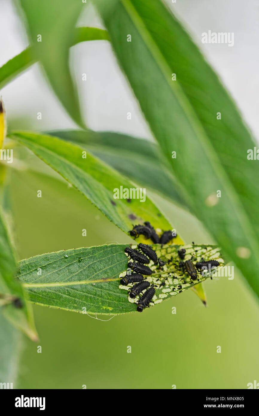 Black leaf beetle larvae, bugs.Chrysomelidae. On willow.. Stock Photo