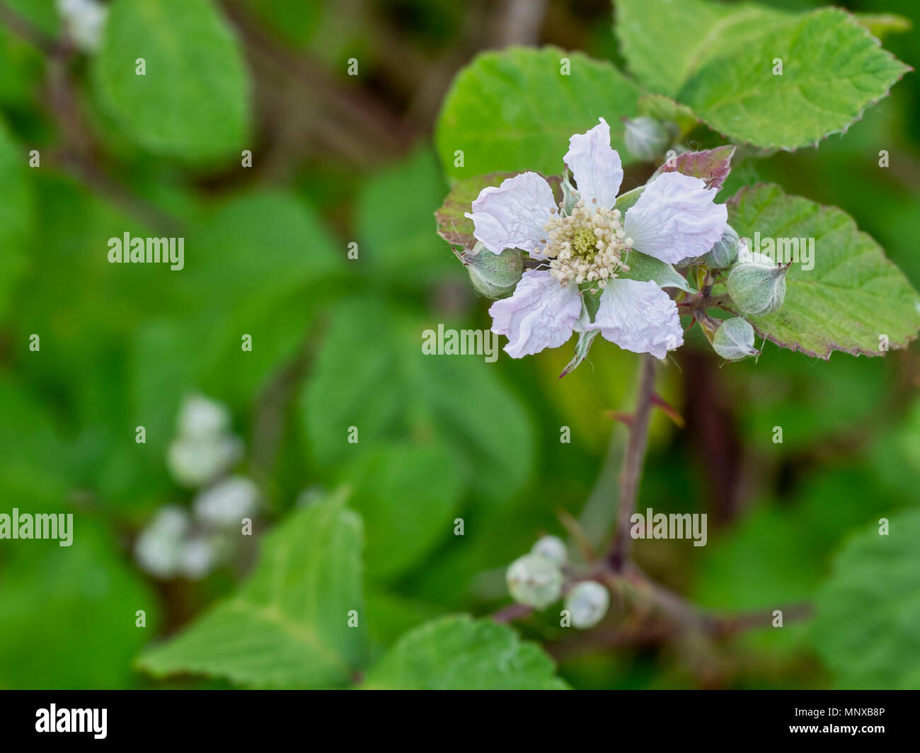 Wild blackberry flower with copy space. Spring in the hedgerow. Stock Photo