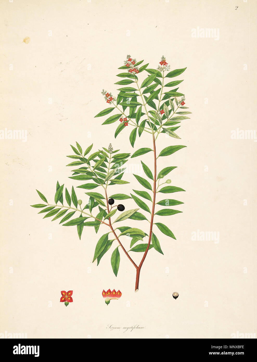 . Illustration of Sirium myrtifolium (= Santalum album), Santalaceae . 1795. Anonymus 1126 Sirium myrtifolium CoromandelCoast 1-002 Stock Photo