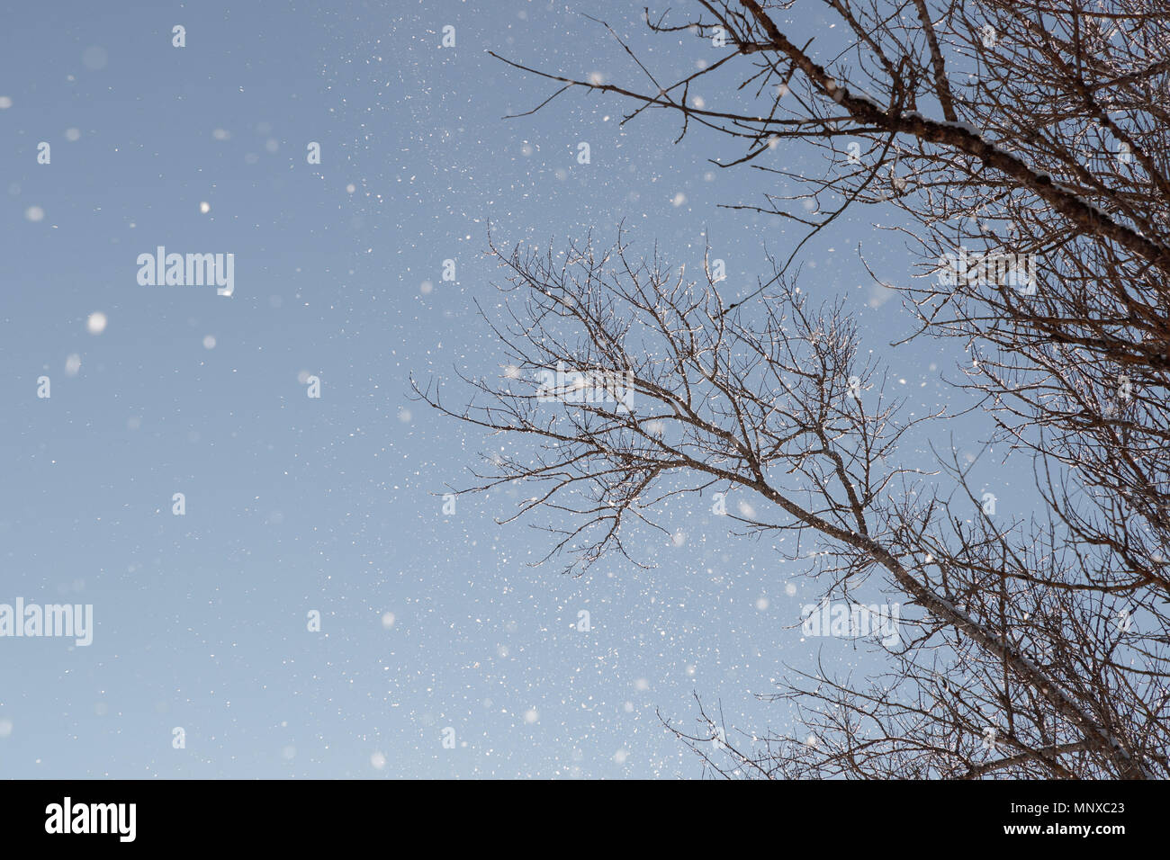 falling snow against a background of blue sky and branches of dry tree ...
