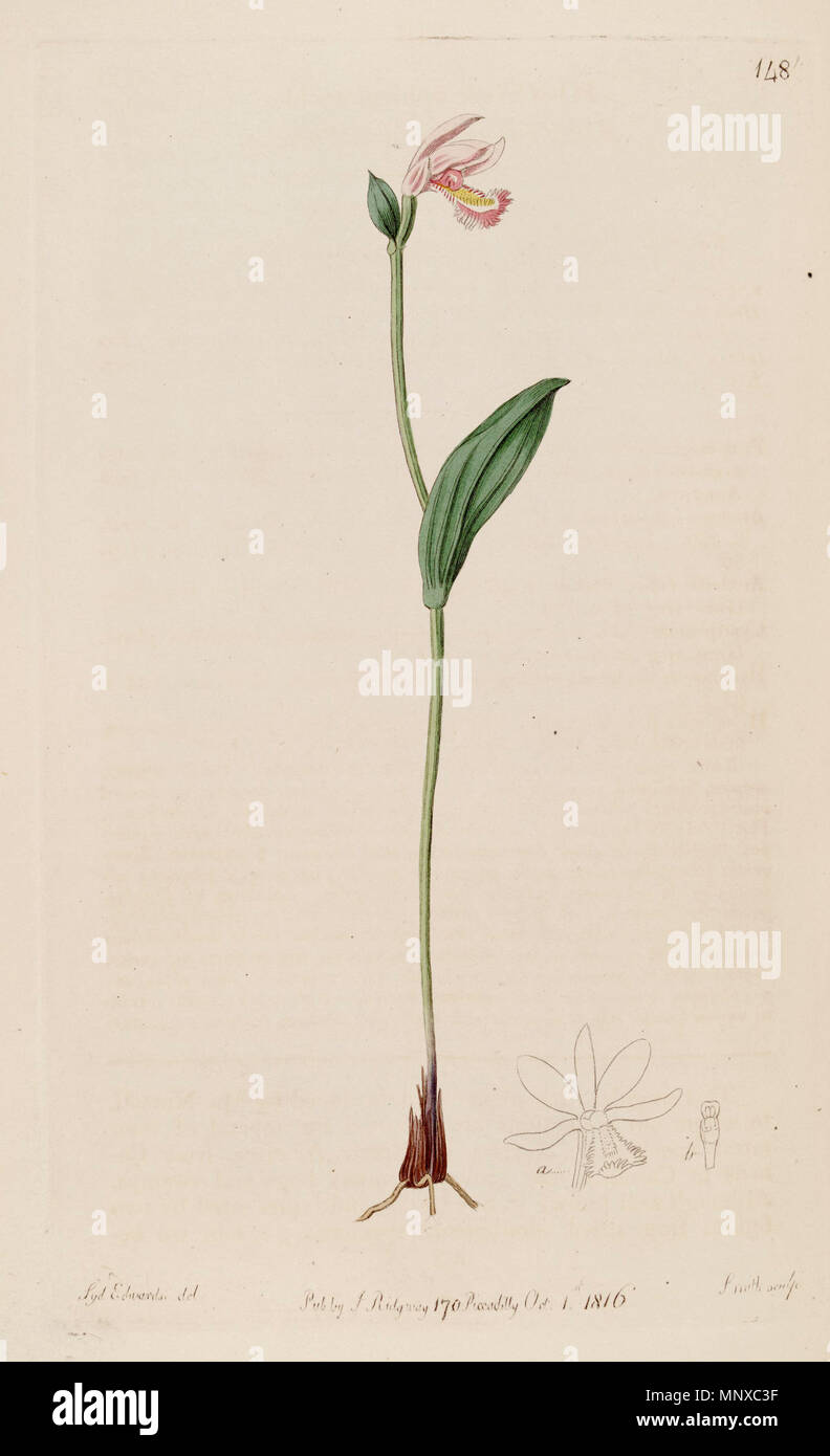 . Illustration of Pogonia ophioglossoides . 1815. Sydenham Edwards (1768-1819) del. , Smith sc. 1011 Pogonia ophioglossoides - The Bot. Reg. 2 pl. 148 (1816) Stock Photo
