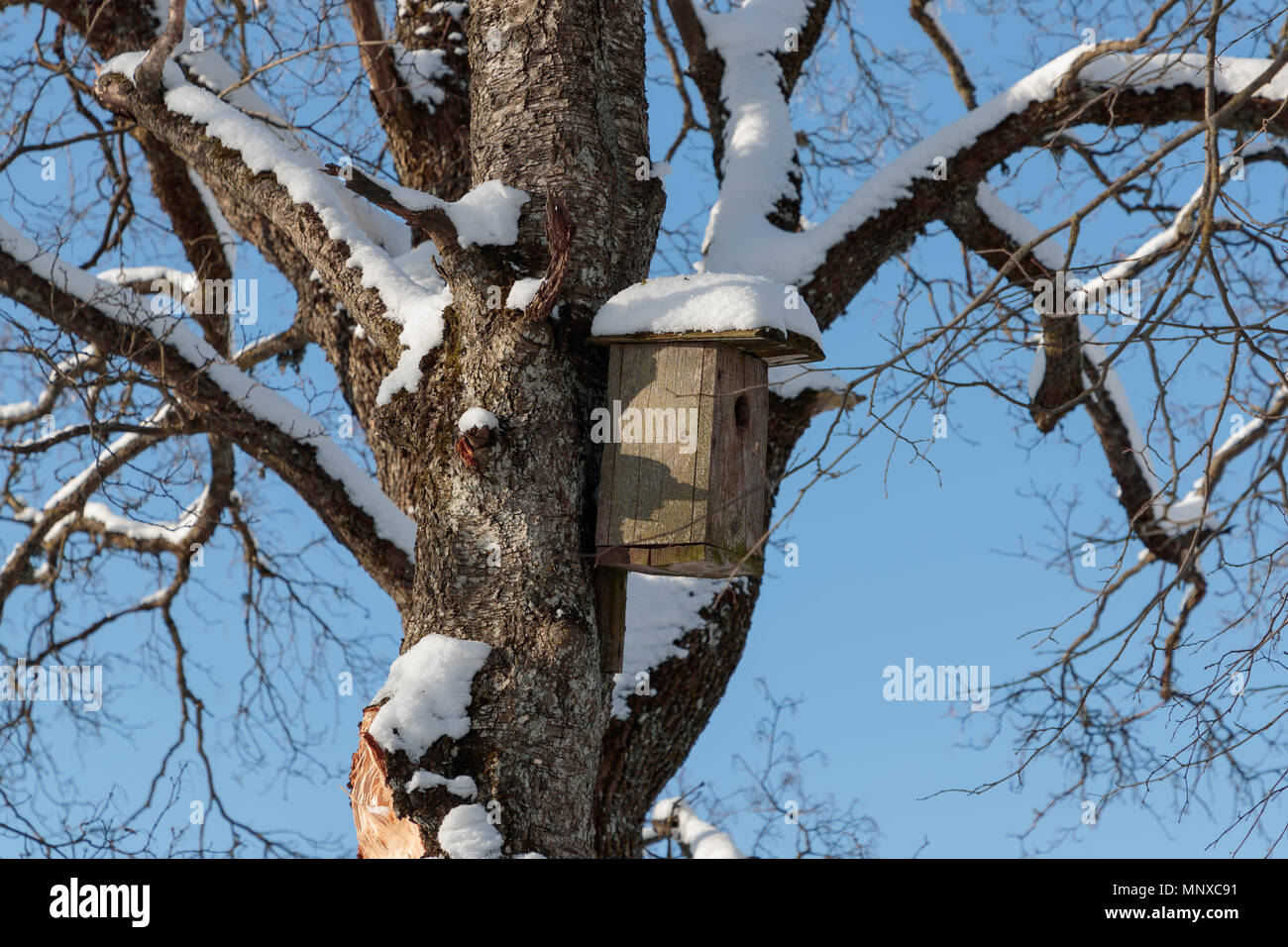 birdhouse on a tree in winter Stock Photo