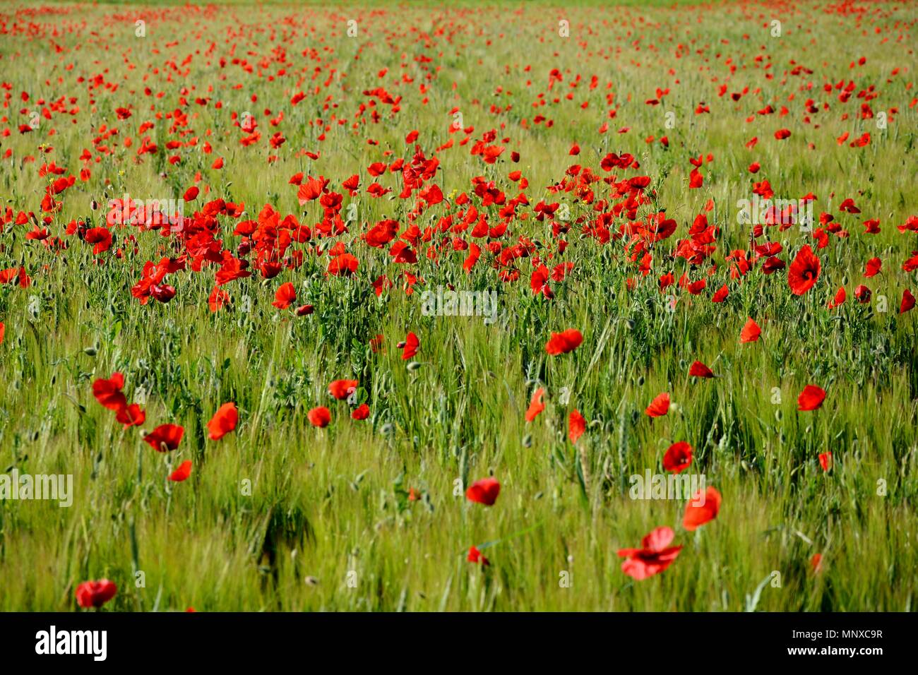 Red poppy petals hi-res stock photography and images - Alamy