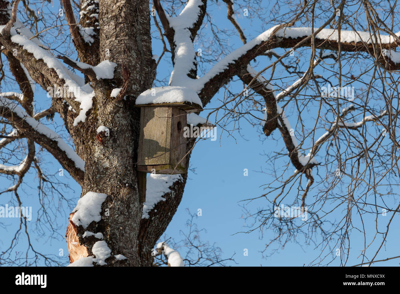 birdhouse on a tree in winter Stock Photo