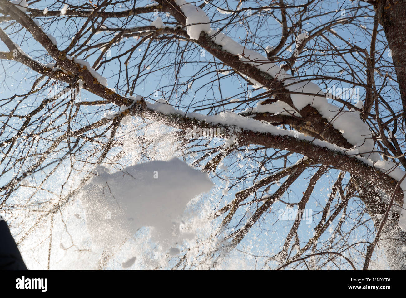 large branches of a tree covered with snow Stock Photo - Alamy