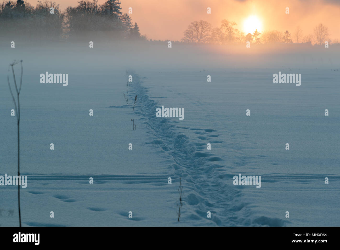 sunset in a snowy field and trees in the distance Stock Photo - Alamy