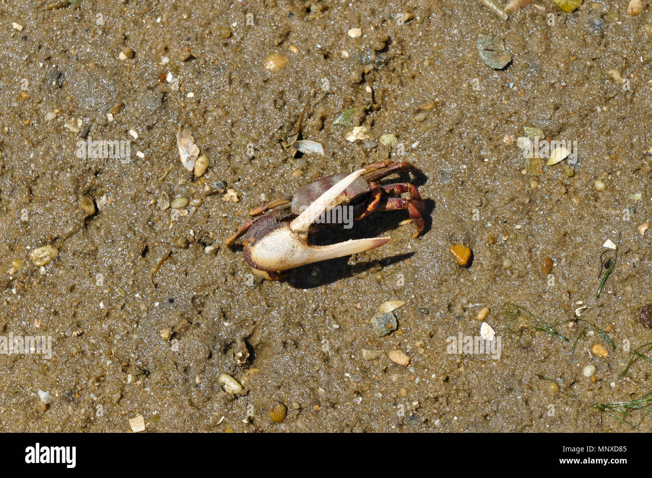 Fiddler crab in Ria Formosa. Algarve, Portugal Stock Photo