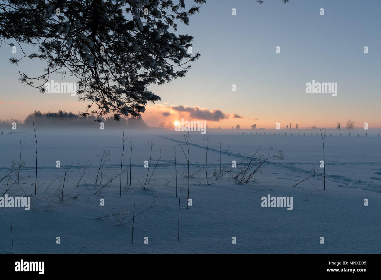 sunset in a snowy field and with tree branch Stock Photo - Alamy