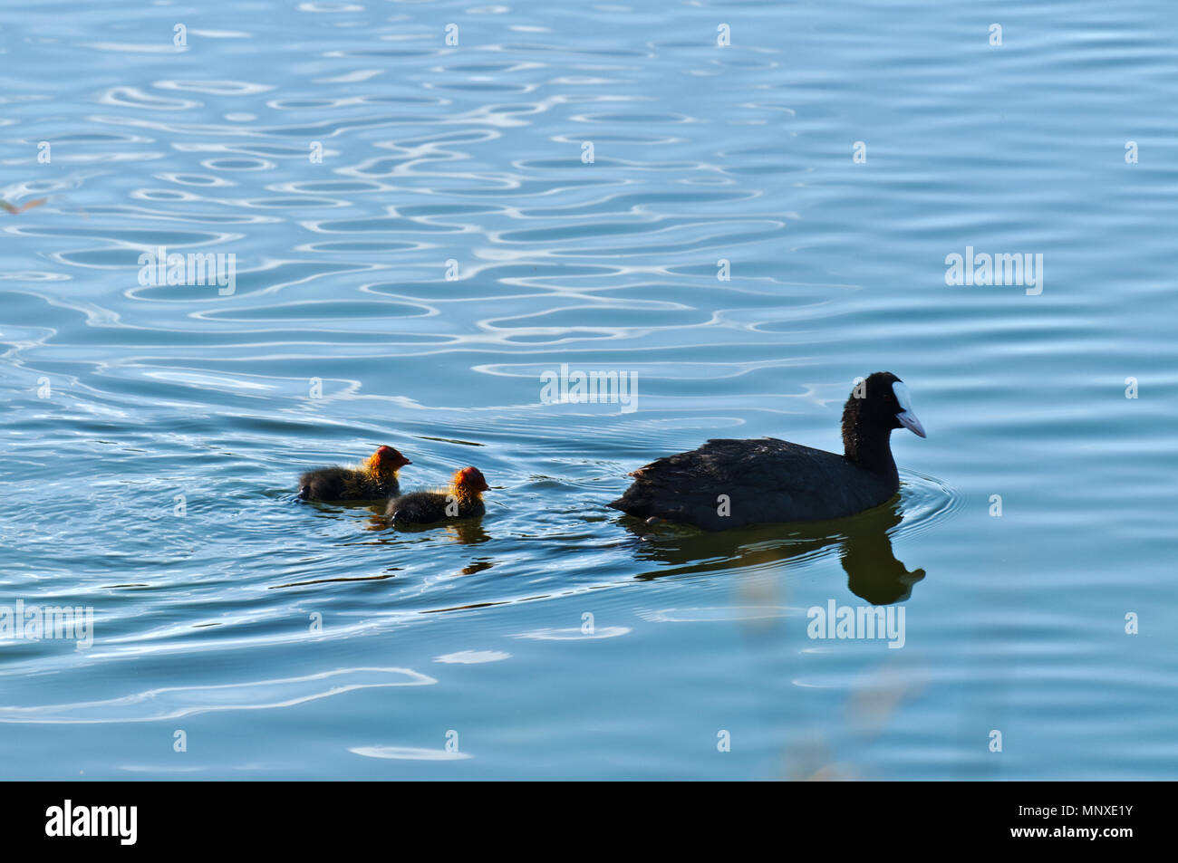 Eurasian Coot (Fulica Atra) and offspring in Ria Formosa, Algarve, Portugal Stock Photo