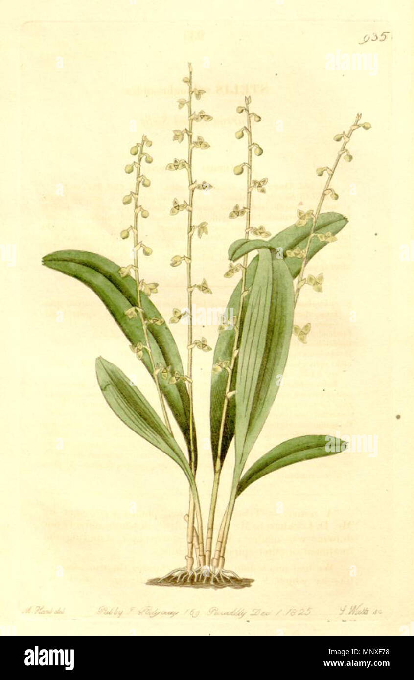 . Illustration of Stelis ophioglossoides . 1825. Sydenham Edwards (1768-1819) 1143 Stelis ophioglossoides Stock Photo