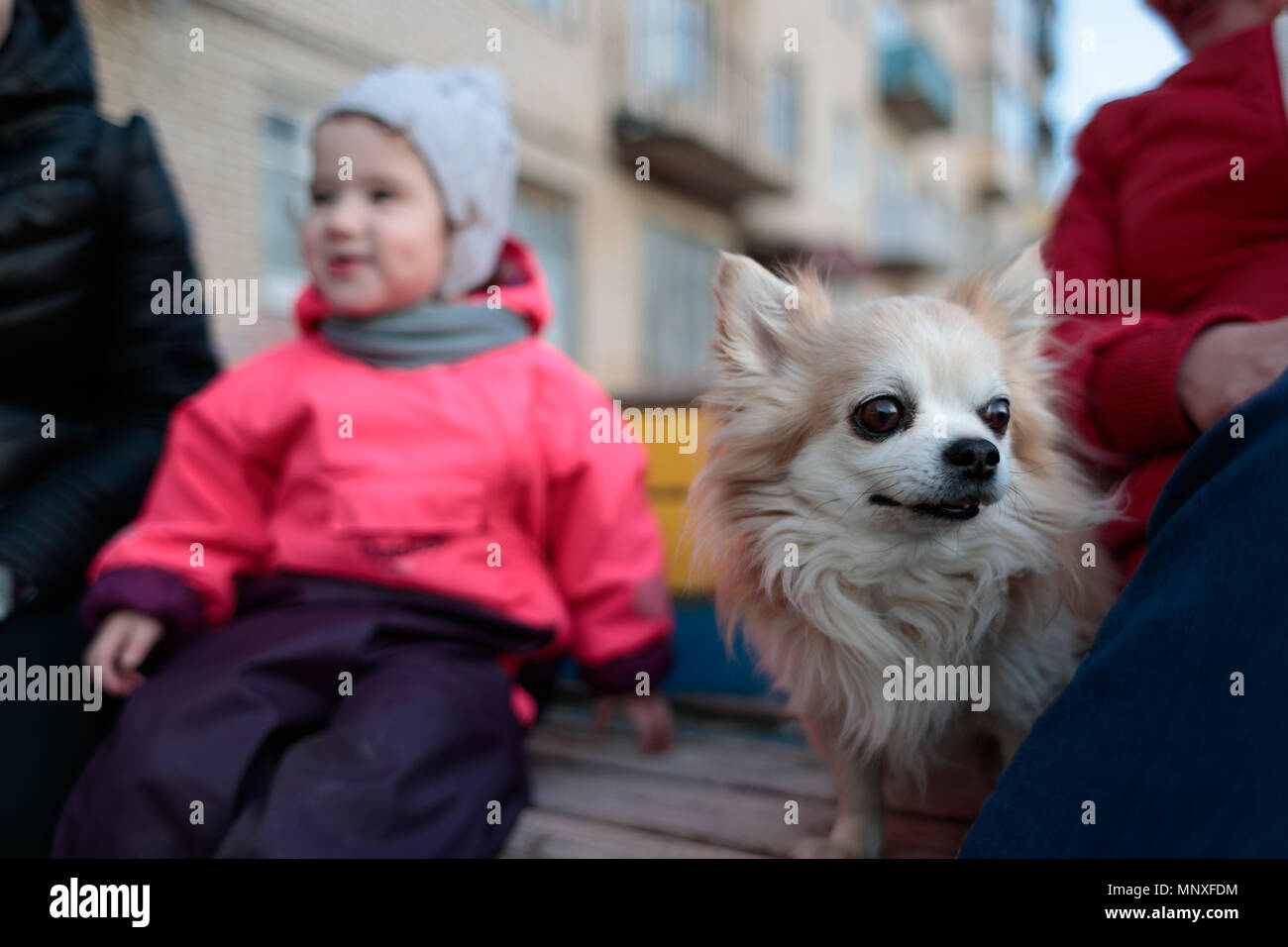 furry dog on a bench with people Stock Photo