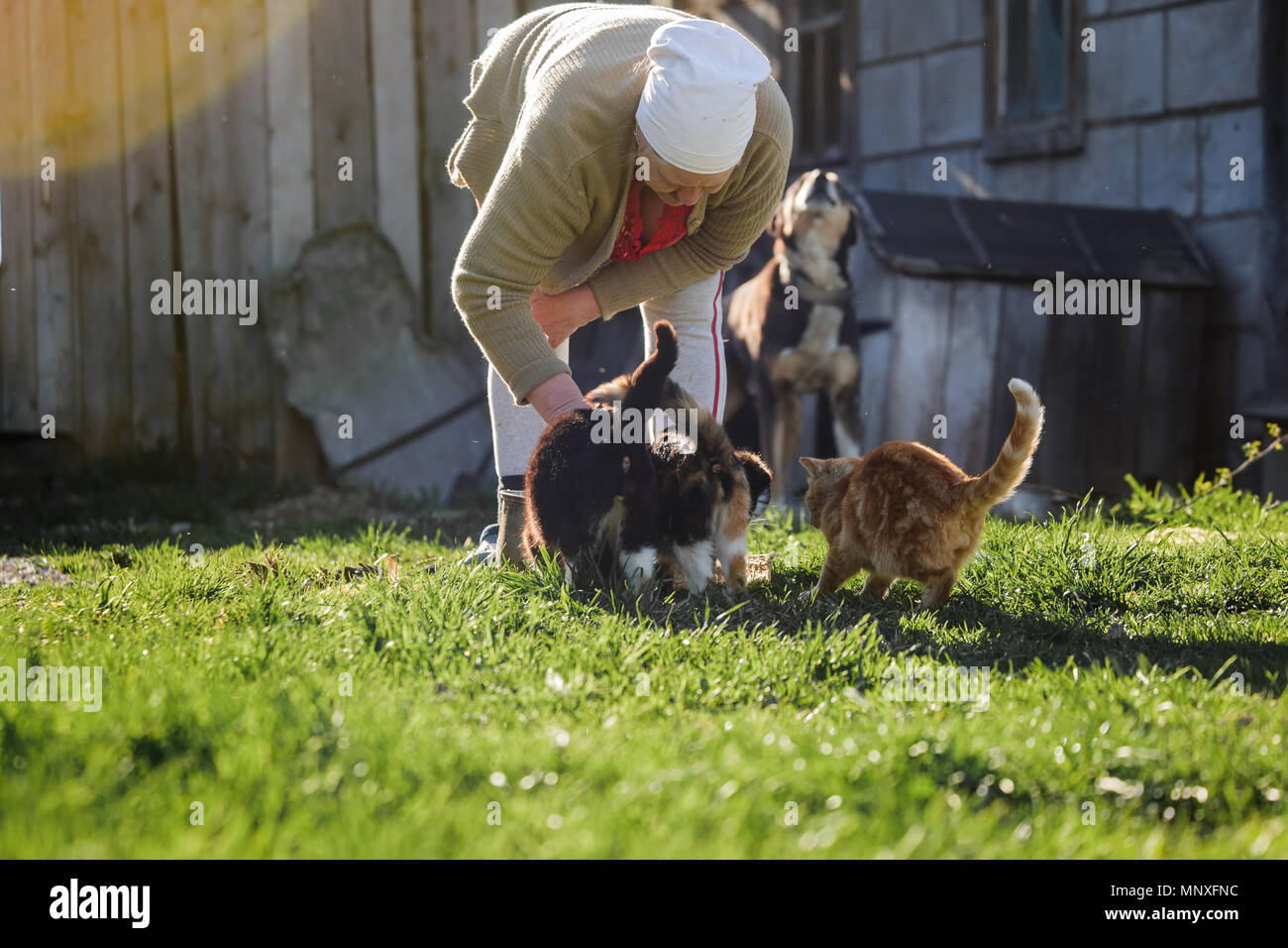 grandmother feeds cats outdoors in sunny time Stock Photo