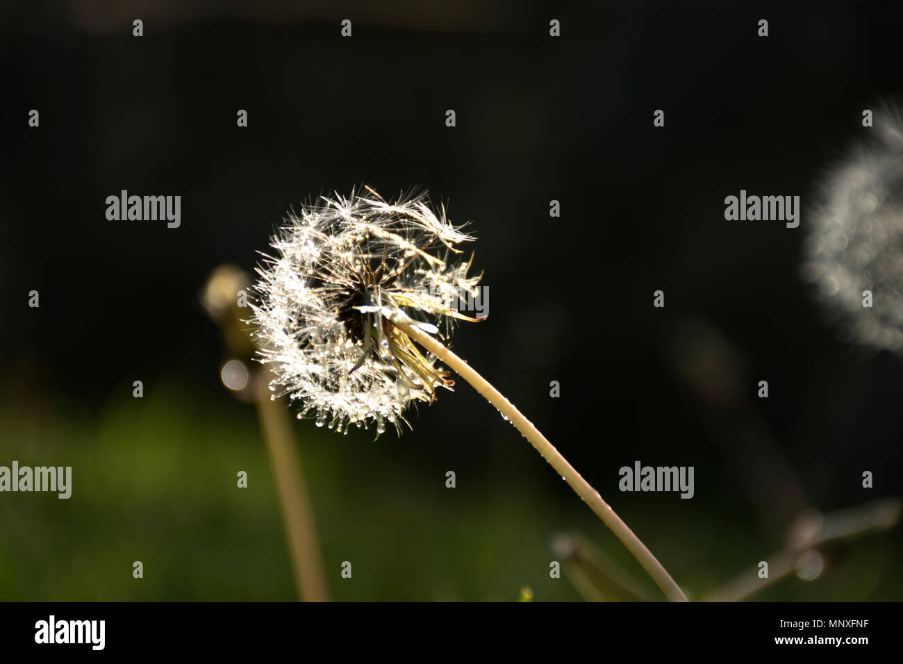 Dandelion with backlight in the garden. Green natural background Stock Photo