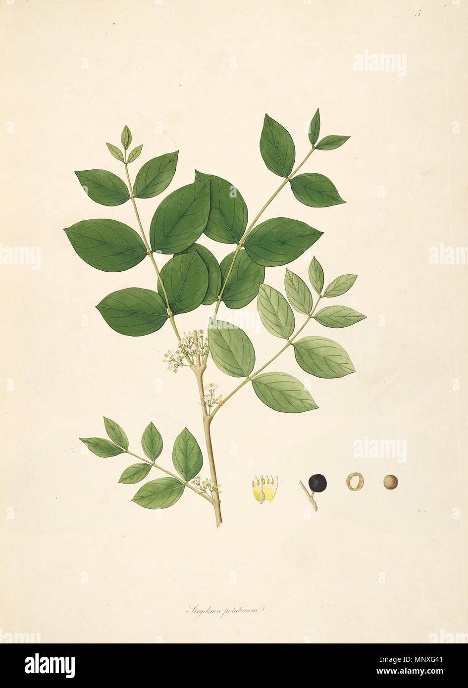 . Illustration of Strychnos potatorum, Loganiaceae . 1795. Anonymus 1147 Strychnos potatorum CoromandelCoast 1-005 Stock Photo