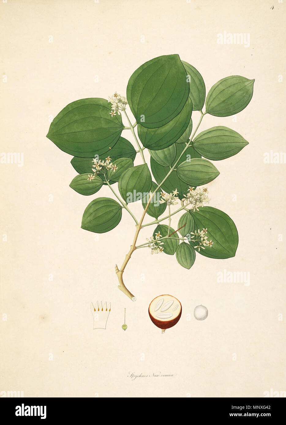. Illustration of Strychnos nux-vomica, Loganiaceae . 1795. Anonymus 1147 Strychnos nux-vomica CoromandelCoast 1-004 Stock Photo