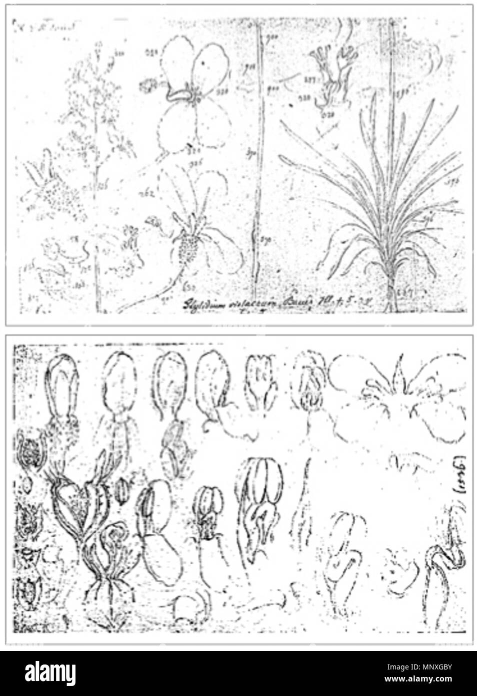 . This low resolution reproduction is of two sketches made by Ferdinand Bauer, , Stylidium violaceum, when they where brought on board the Investigator at King George Sound and Lucky Bay. These colour coded drawings were the reference for Plate 5 in his Illustrationes Florae Novae Hollandiae. between 1801 and 1802. Ferdinand Bauer 1149 Stylidium violaceum - Bauer sketches Stock Photo