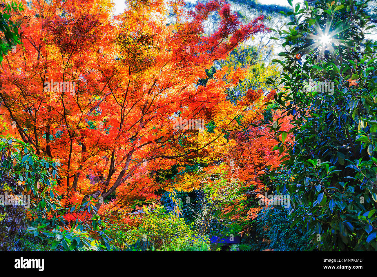 Blazing redorange canopy of autumn leaf trees in a garden of