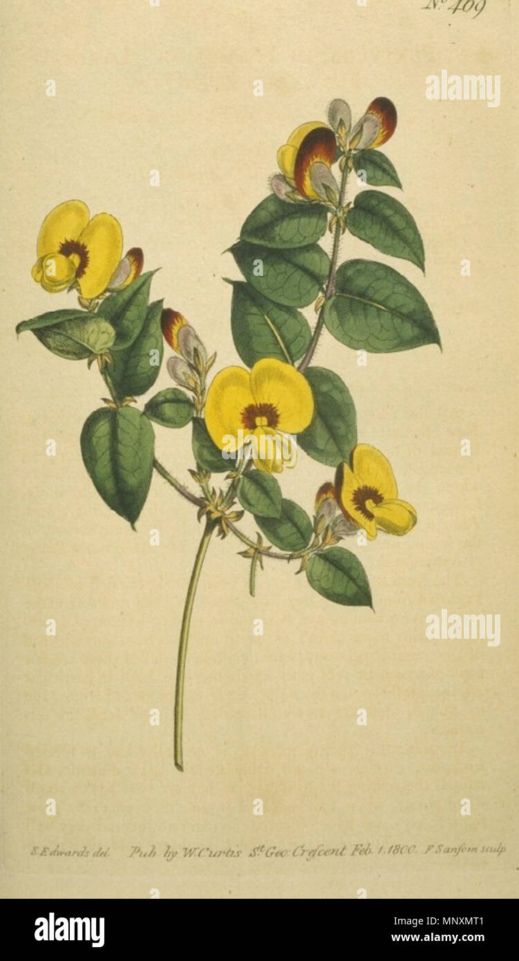 . Reproduction of an image that appeared in The Botanical Magazine vol. 14. pl. 469 (1800). The title is Platylobium formosum. Large-Flowered Flat-Pea. The species is known as Platylobium formosum. 1800. Sydenham Edwards, Sansum 1169 The Botanical Magazine Vol 14 Plate 469 - Platylobium formosum (Large-Flowered Flat-Pea) Stock Photo