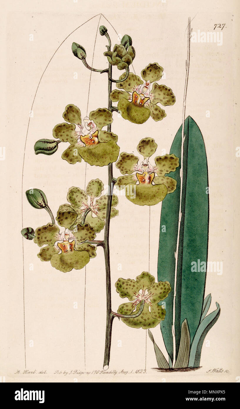 . Illustration of Oncidium luridum . 1823. Designer:M. Hart - Engraver: J. Watts 942 Oncidium luridum - Bot. Reg. 9 pl. 727 (1823) Stock Photo