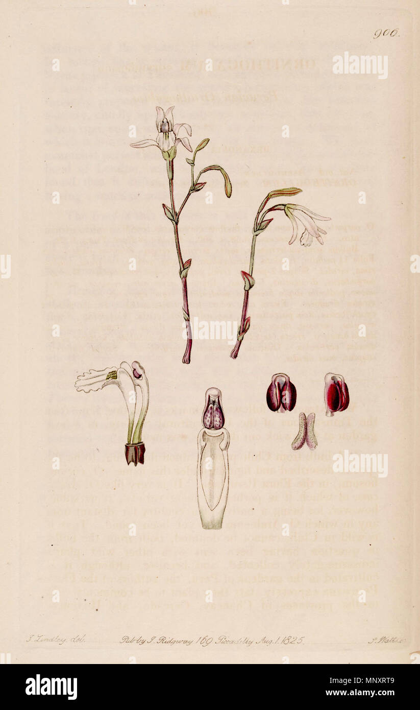 . Illustration of Pogonia ophioglossoides (as syn. Pogonia pendula) . 1825. Designer: M. Hart - Engraver: J. Watts 1011 Pogonia ophioglossoides (as Pogonia pendula) - Bot. Reg. 11 pl. 906 (descr. 908) (1825) Stock Photo