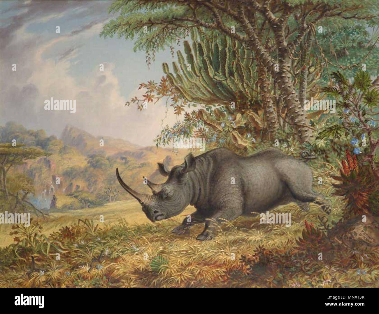 English: The Black Rhinoceros 1871. 1187 Thomas Baines - The Black ...